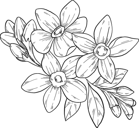 Forget Me Not Flowers Coloring Page